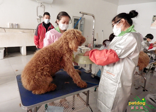 宠物美容学校