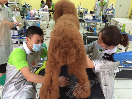 宠物美容学校