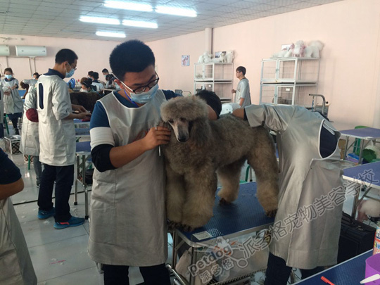 宠物美容学校
