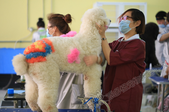 宠物美容学校