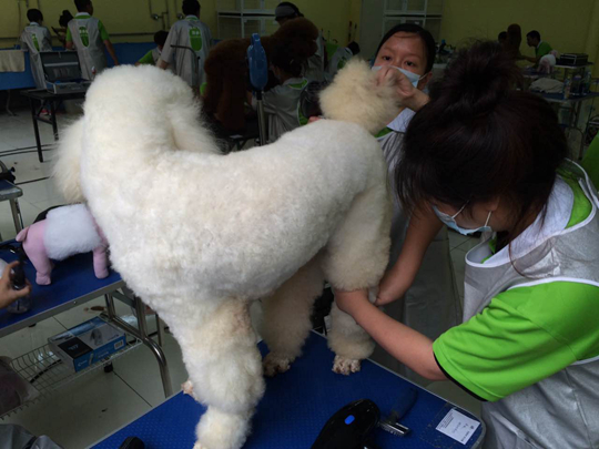 宠物美容学校