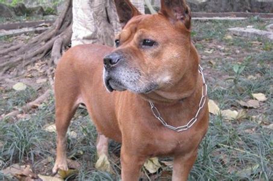 重庆犬