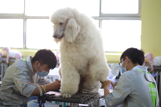 宠物美容学校