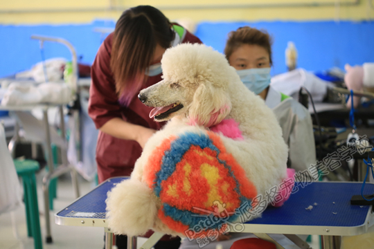 宠物美容学校 宠物美容学校