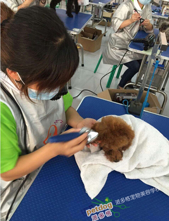 宠物美容培训