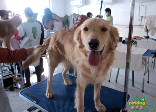 宠物美容学校