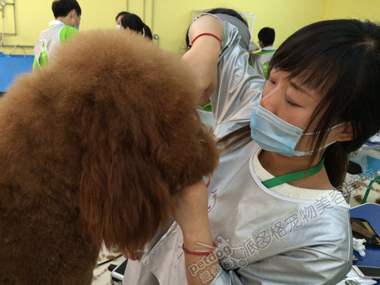 宠物美容师 宠物美容师