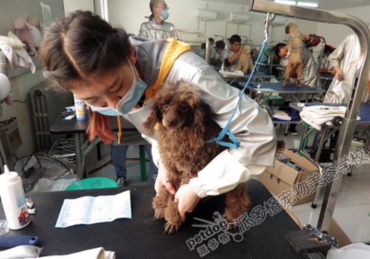 宠物美容师 宠物美容师