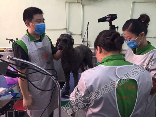 武汉高级宠物美容师培训 - 北京培训课程
