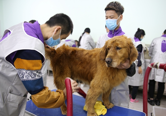 宠物美容学校排名_宠物美容图片