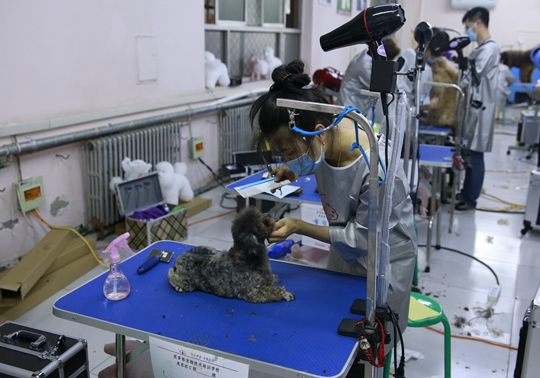 宠物美容学校 (17).jpg