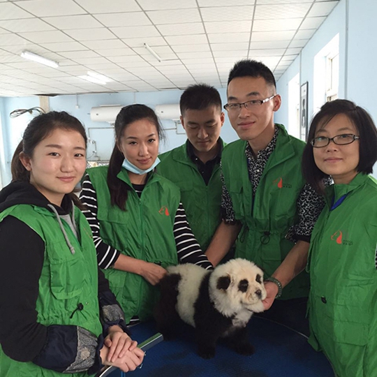 派多格宠物美容班学员熊猫装作品