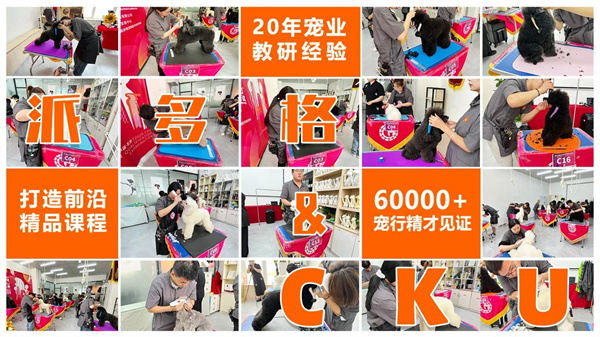 CKU认证！派多格学员实力绽放，金榜题名！