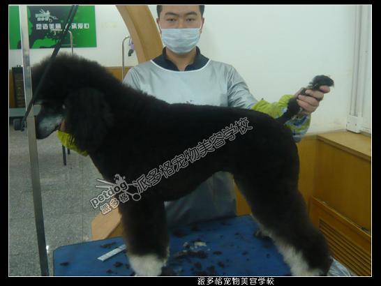 09年第九期学员贵宾美容作品赏析（一）