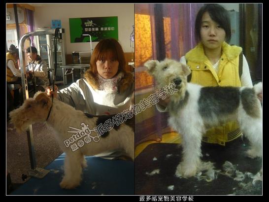 09年第九期学员猎狐梗美容作品赏析