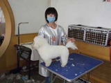 2011年第三期比熊犬美容实操课