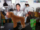 派多格2012年第一期学员作品--贵宾犬美容