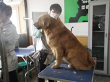 派多格2012年第二期学员作品--金毛犬美容