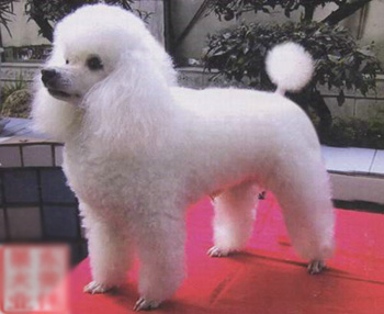 贵宾犬