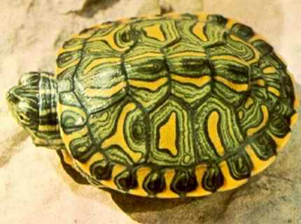 巴西斑彩龟