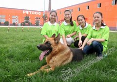 派多格宠物美容学校第46期-犬只训练课