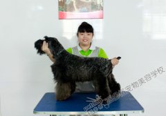 派多格宠物美容学校第46期-梗犬美容实操课