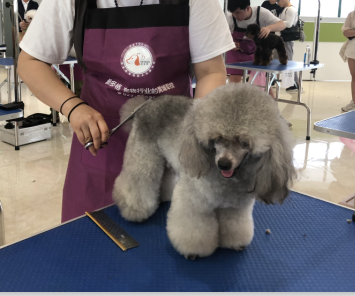 派多格美容实操