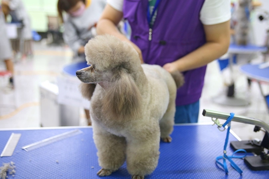 派多格美容实操