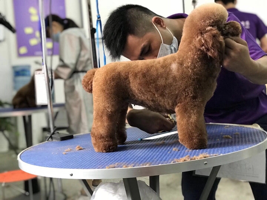 贵宾犬美容实操