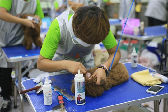 贵宾犬美容实操