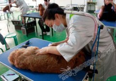 北京宠物美容师培训学校小贵宾洗澡