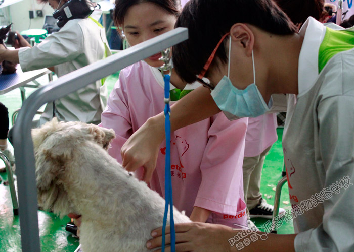 梗犬美容实操