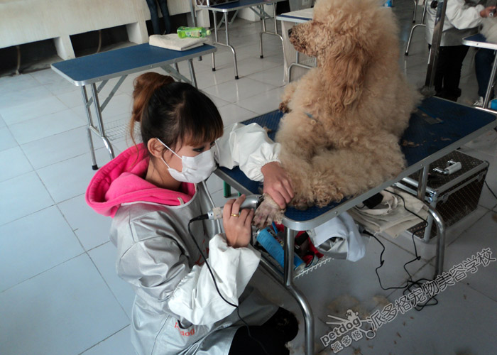 贵宾犬美容实操