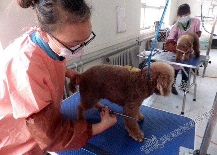 贵宾犬美容实操