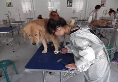 北京宠物美容学校第48期金毛犬洗澡修剪