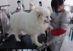 派多格宠物美容学校第48期萨摩耶犬洗澡