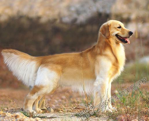 纯种金毛犬