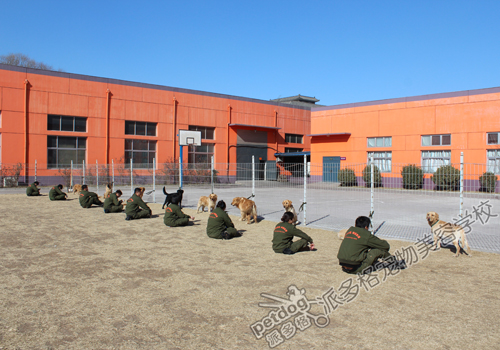 训犬师培训学校