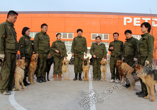 犬只行为训练课