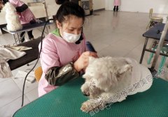 北京宠物美容学校派多格第50期梗犬美容实操
