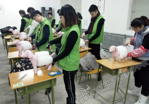 宠物美容学校