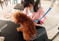 派多格宠物美容师培训学校第51期贵宾犬美容实操