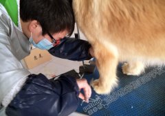 派多格宠物美容学校第51期金毛犬美容实操