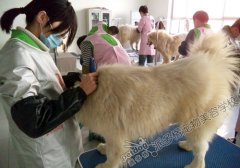 派多格宠物美容学校第51期萨摩犬美容实操课程