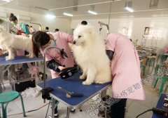 北京宠物美容学校派多格第52期萨摩美容实操