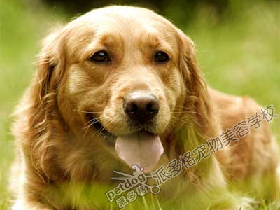 金毛犬吃什么狗粮好