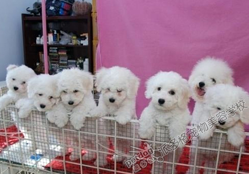 怎么挑选比熊犬