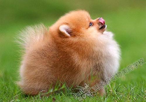 博美犬