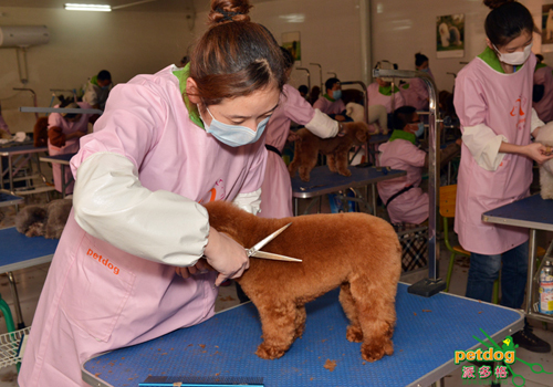 贵宾犬考试