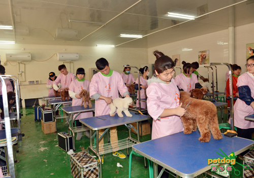派多格宠物美容学校考试